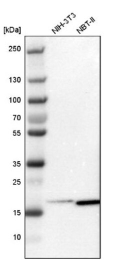 ARPC3 Antibody, Novus Biologicals:Antibodies:Primary Antibodies